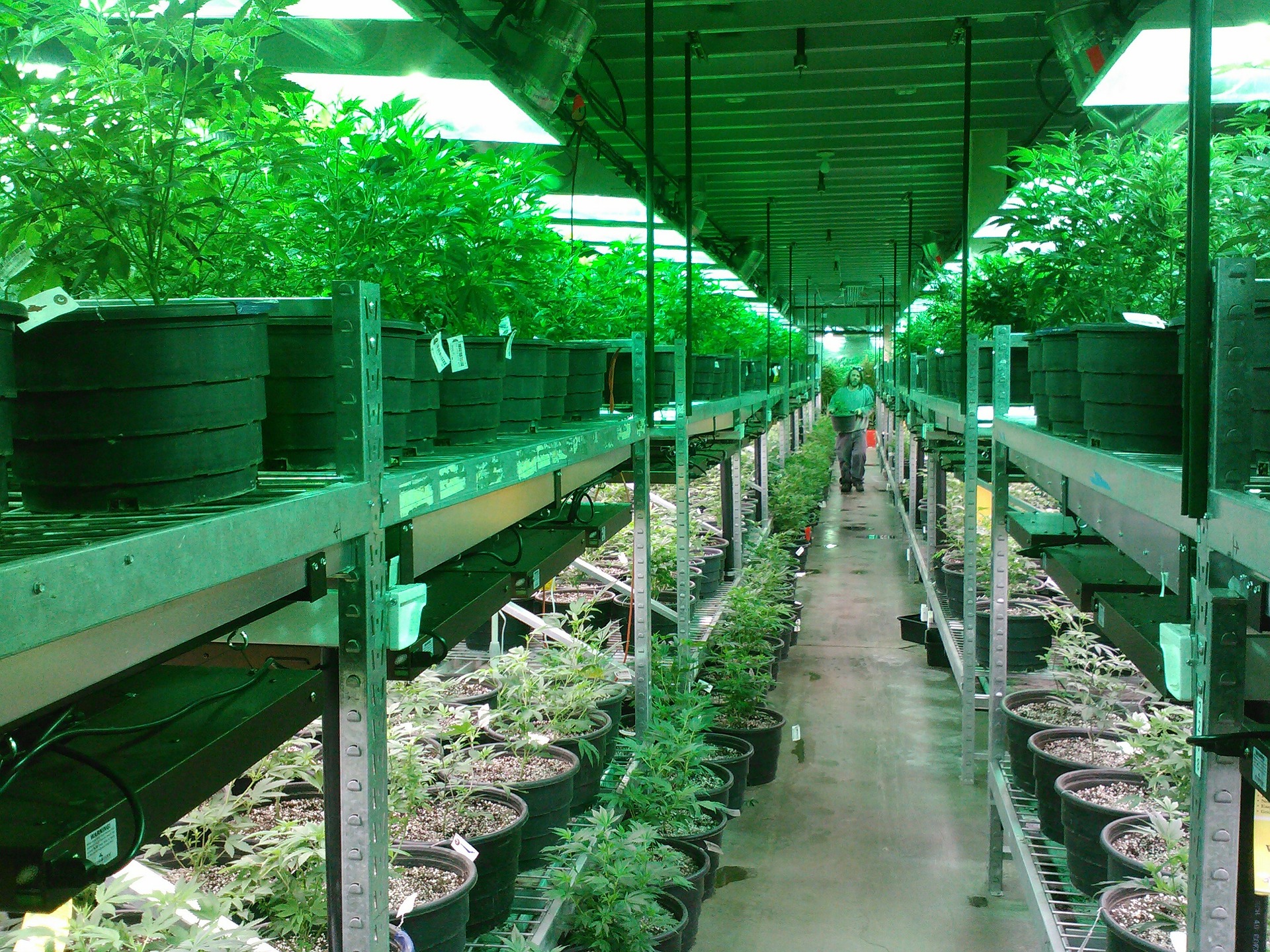 https://www.scalepeople.com/wp-content/uploads/2022/07/Agriculture-marijuana-ge8d3853c2_1920-1.jpg